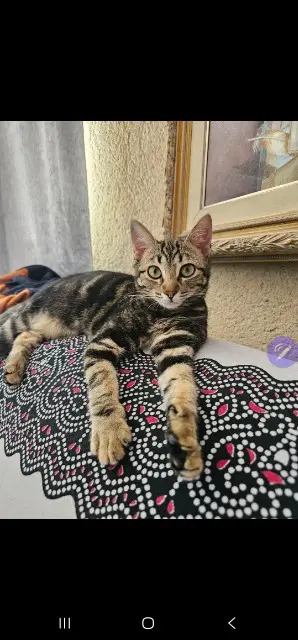 gata lost    Ciudad Real Moni