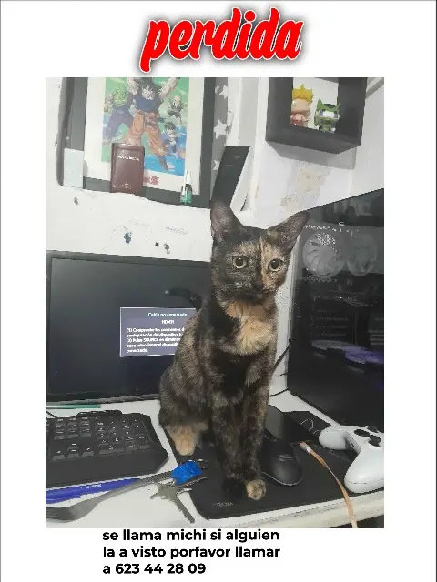 gata lost    Lérida Michi