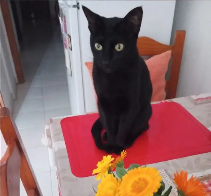 gata lost  Gran Canarias 35518 Tías Aika
