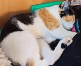 gata lost  Gran Canarias 35518 Tías Artemisa