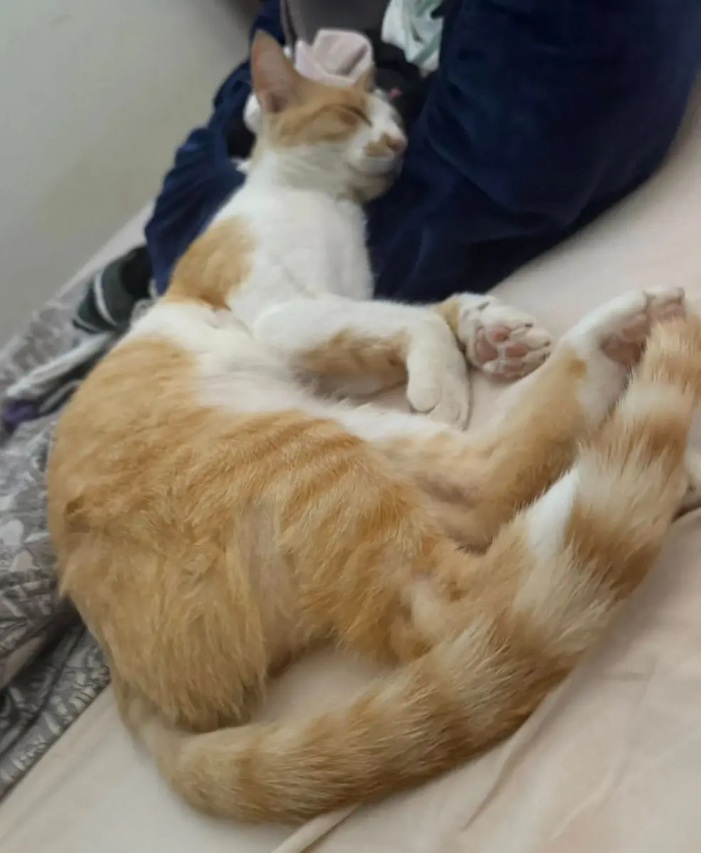 gata lost  Gran Canarias 35518 Tías Bichota