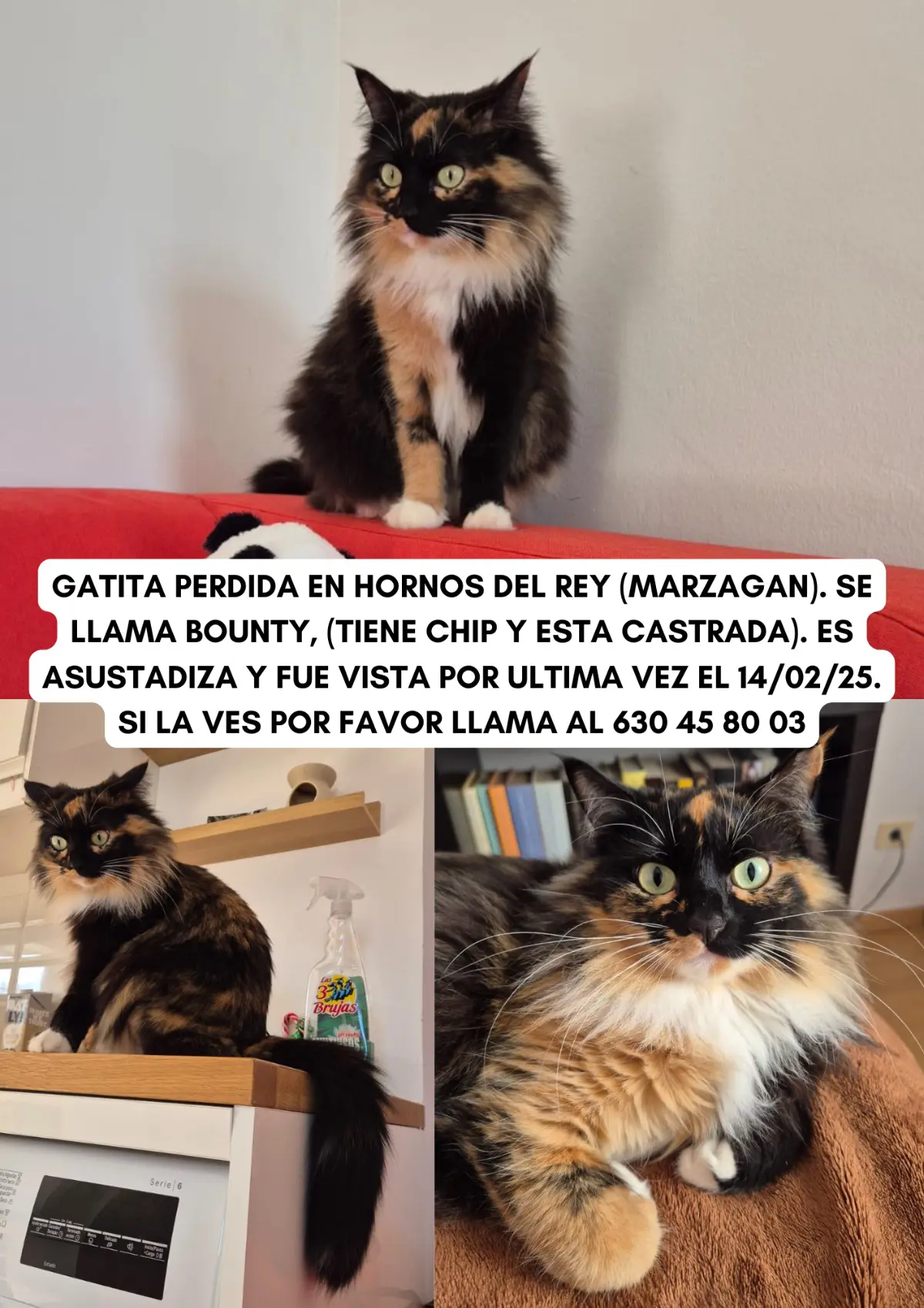 gata lost  Gran Canarias 35518 Tías Bounty