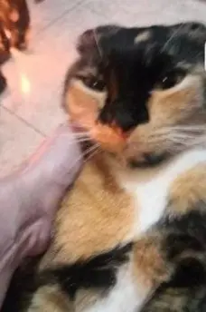 gata lost  Gran Canarias 35518 Tías Chipi