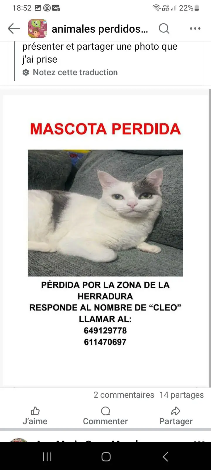 gata lost  Gran Canarias 35518 Tías Cleo