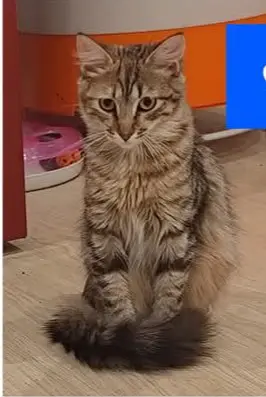 gata lost  Gran Canarias 35518 Tías Cuqui