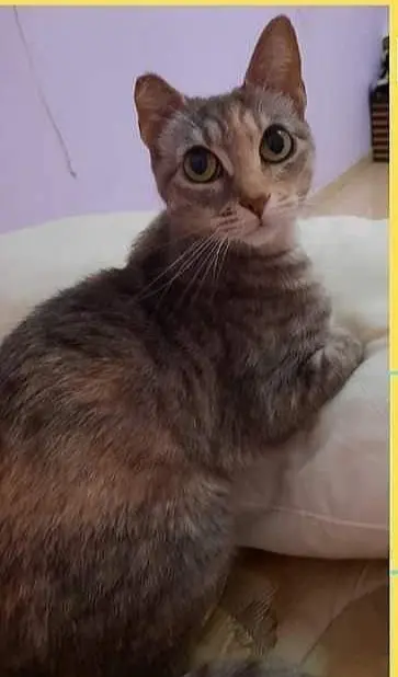 gata lost  Gran Canarias 35518 Tías Daisy