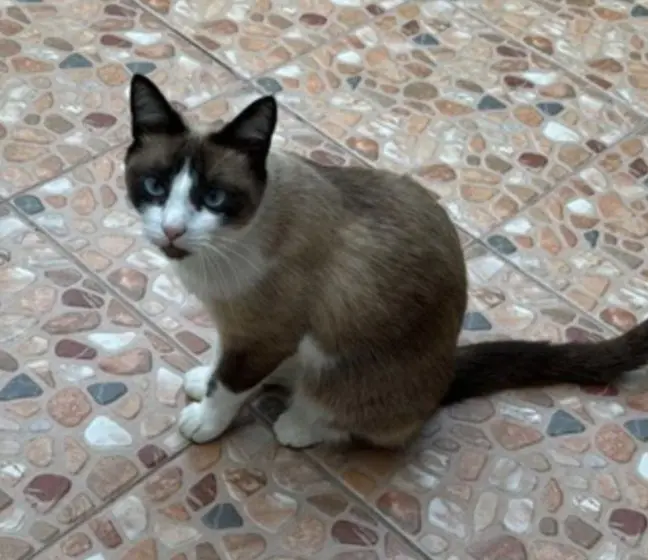 gata lost  Gran Canarias 35518 Tías Khloe