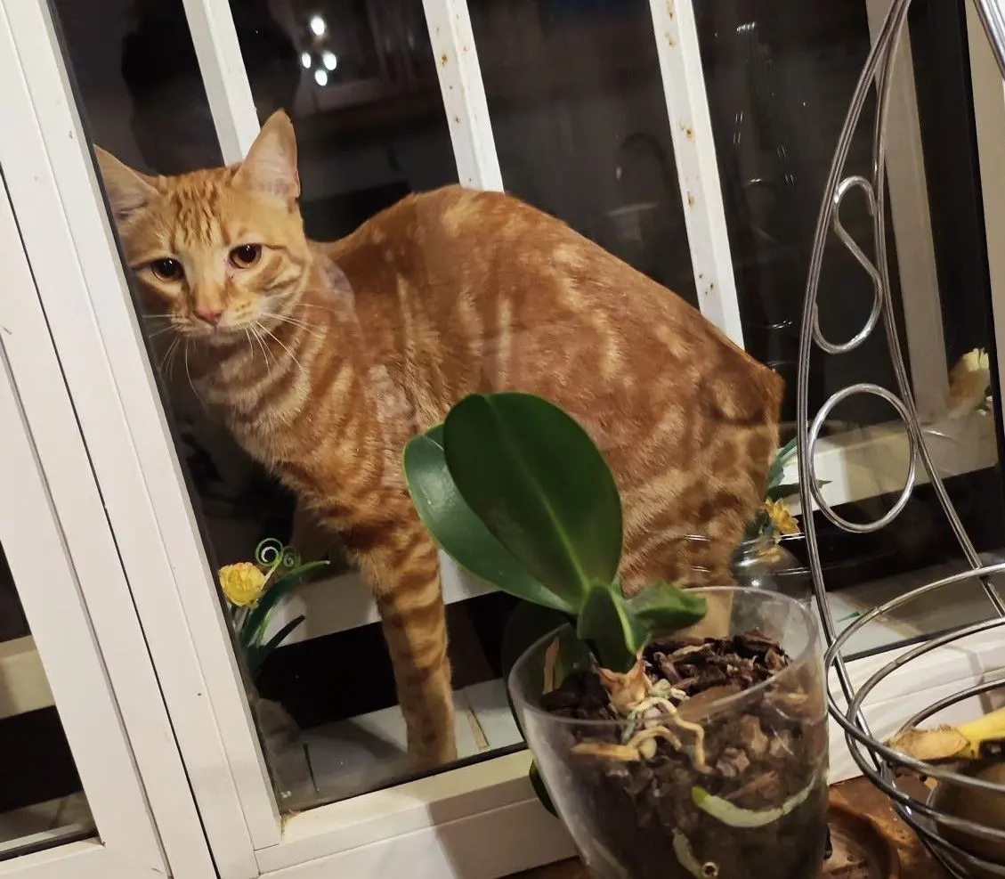 gata lost  Gran Canarias 35518 Tías Lupe