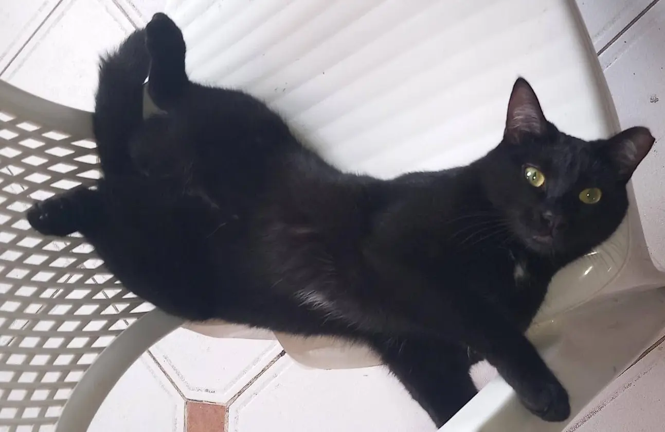 gata lost  Gran Canarias 35518 Tías Negrilla