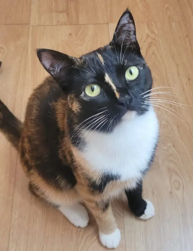 gata lost  Gran Canarias 35518 Tías Oli