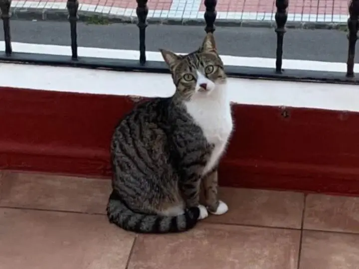 gata lost  Gran Canarias 35518 Tías Pipa