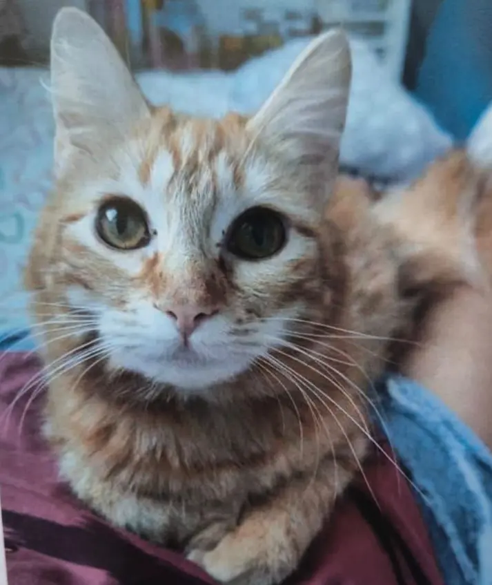gata lost  Gran Canarias 35518 Tías Puma