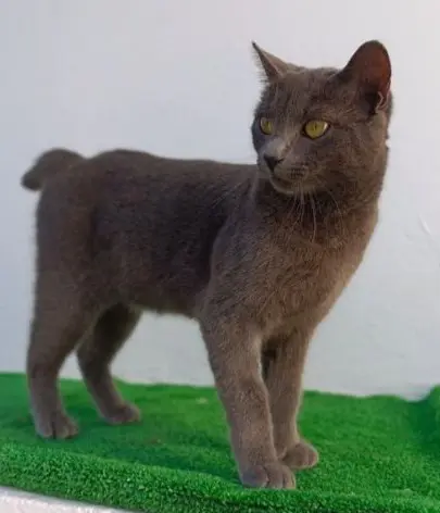gata lost  Gran Canarias 35518 Tías Rusa