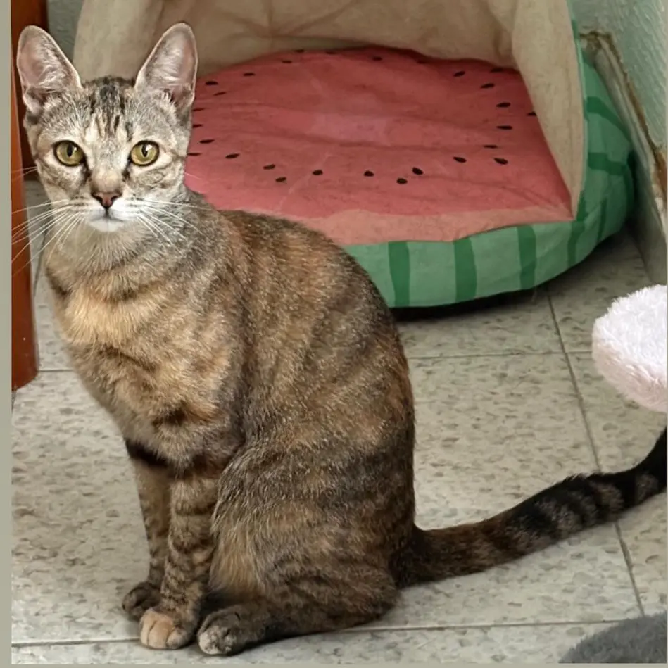 gata lost  Gran Canarias 35518 Tías Sativa