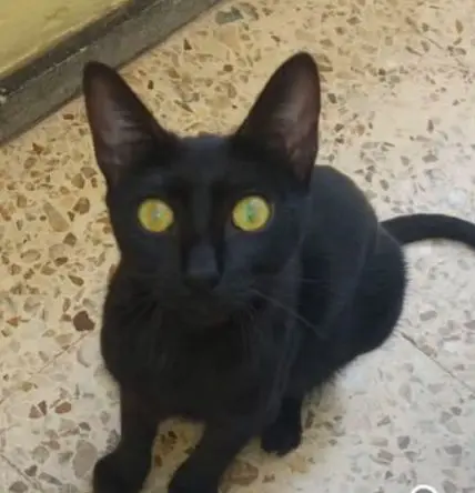 gata lost  Gran Canarias 35518 Tías Sombra