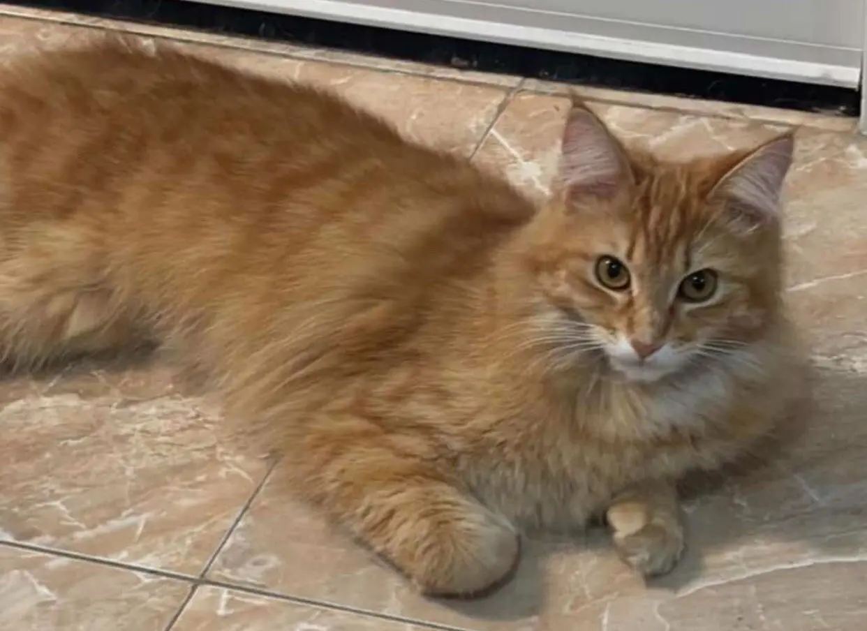 gata lost  Gran Canarias 35518 Tías Violeta