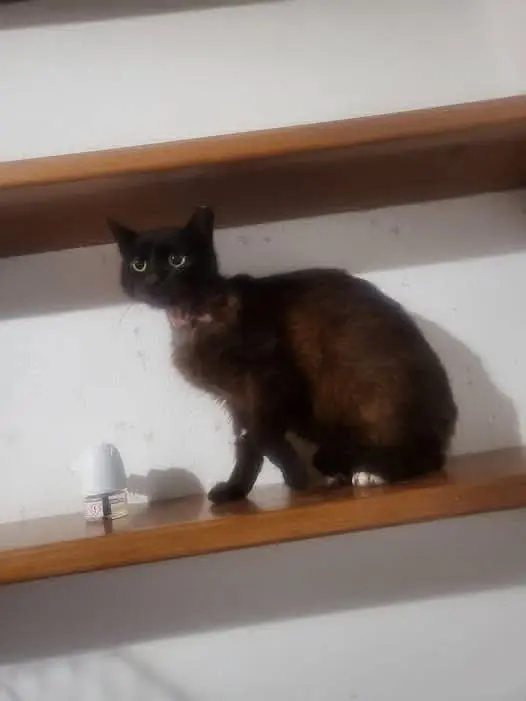 gata lost   17214 Regencós Negris