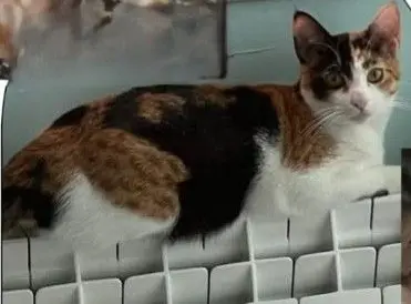 gata lost   17740 Vilafant Juls