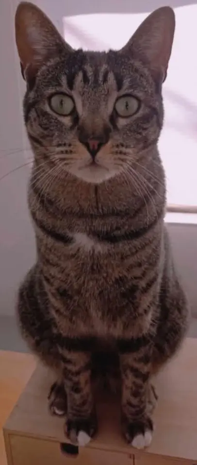 gata lost   17820 Banyoles Tigreta