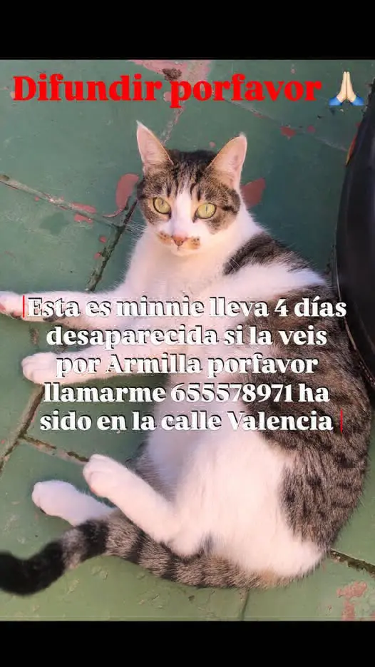 gata lost   18100 Armilla Minnie
