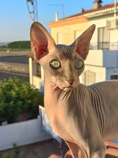 gata lost    Grenade Chatte