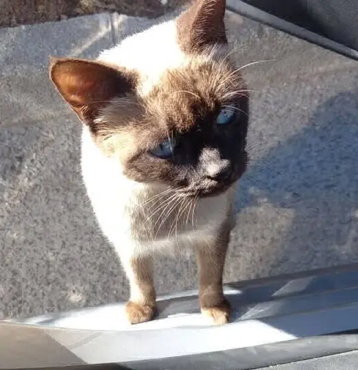 gata lost   18210 Peligros Mimi