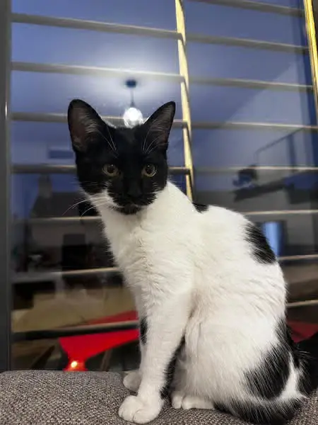 gata lost   18199 Cájar Minnie