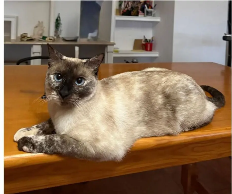 gata lost   18830 Huéscar Lucí