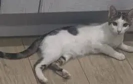gata lost    Guadalajara Luna