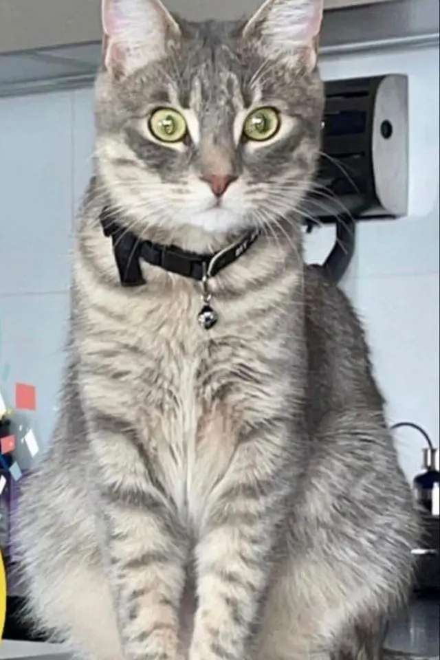 gata lost   19174 Torrejón del Rey Princesa