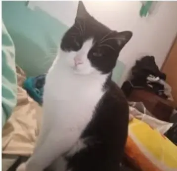 gata lost    Huelva Leia