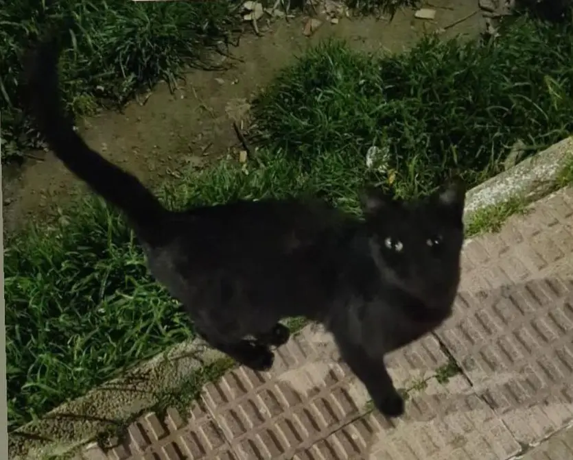gata lost    Huesca Churrina