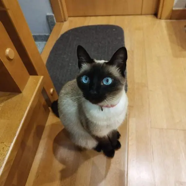 gata lost   22300 Barbastro Kika