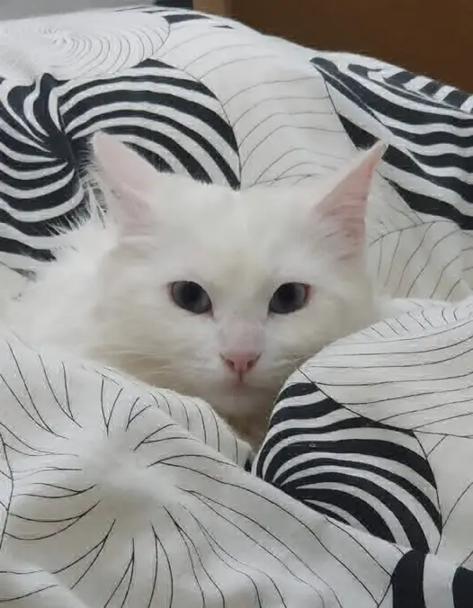 gata lost   23485 Pozo Alcón Luna