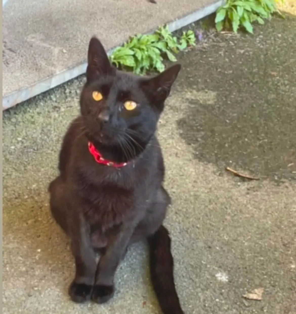 gata lost    Acebedo Lucifer
