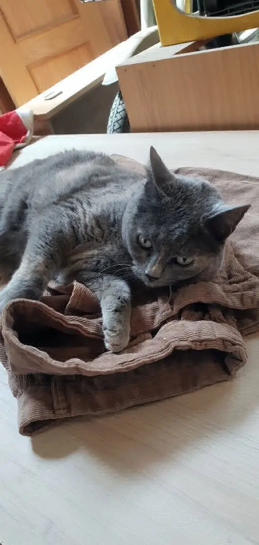 gata lost    Antequera Charito