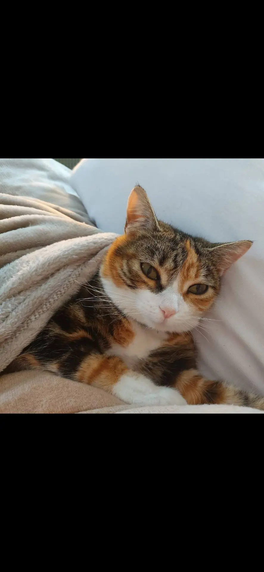 gata lost    Manilva Ada