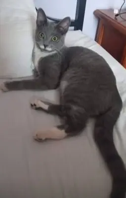 gata lost    Marbella Clohé