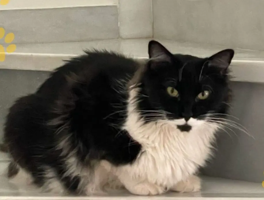 gata lost    Marbella Dalilah