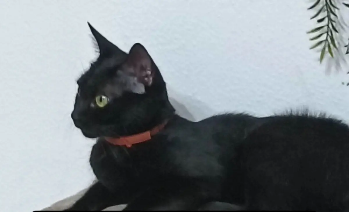 gata lost     Asia