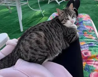 gata lost     Lilo