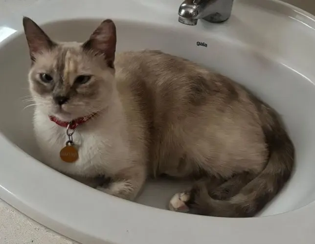 gata lost     Loli