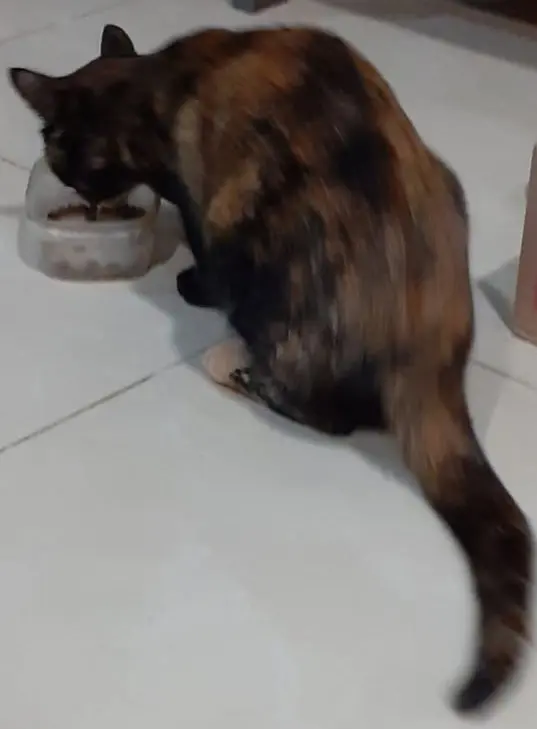 gata lost     Manchitas