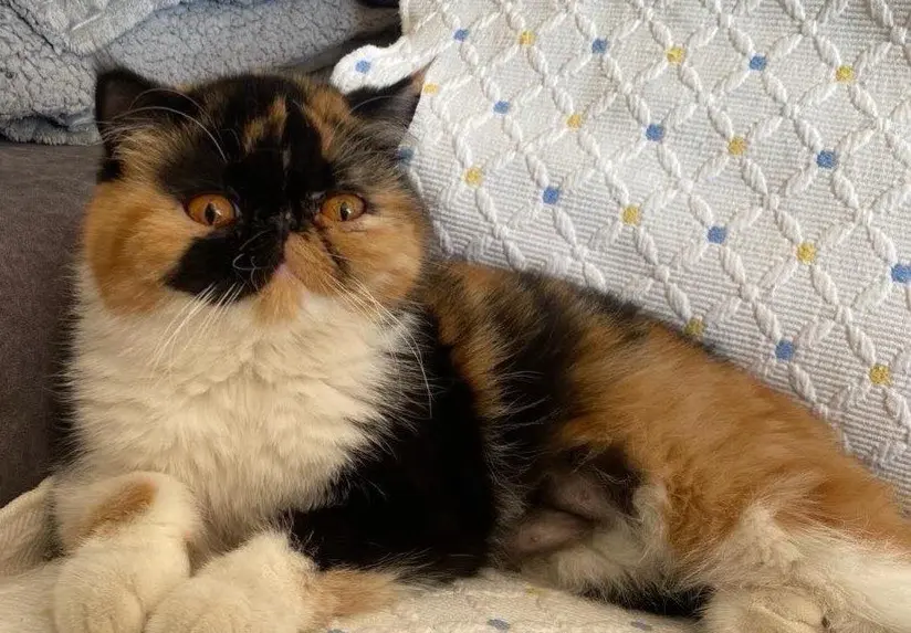 gata lost     Miso