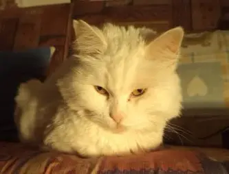 gata lost     Suzana