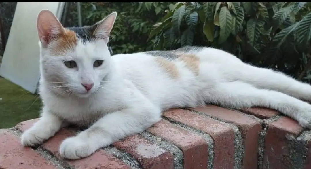gata lost    Alcorcón Kety