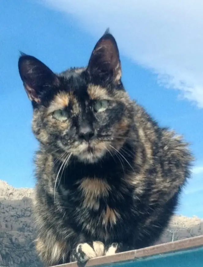 gata lost    El Boalo Azzul