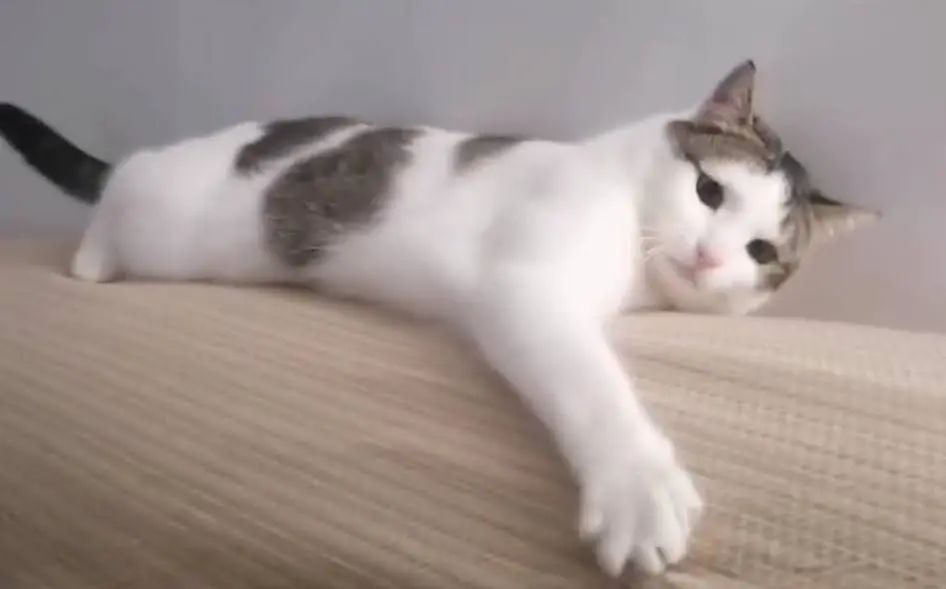 gata lost   28722 El Vellón Cora