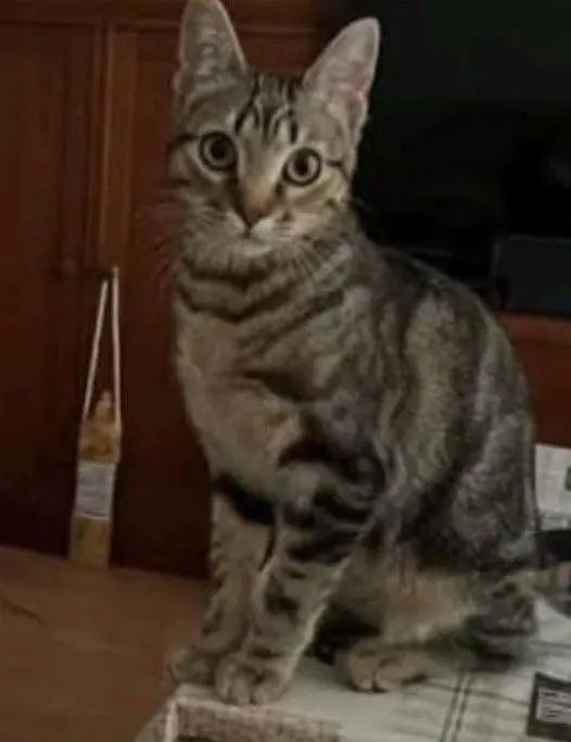 gata lost  Calle Siemens 28902 Getafe Arya