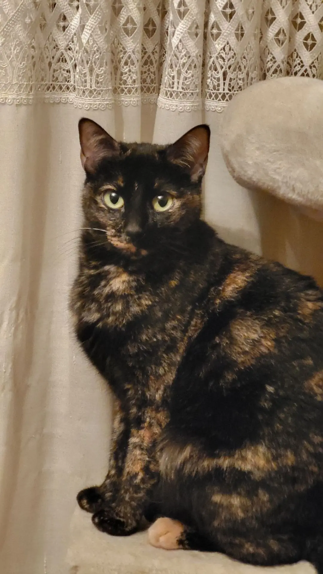 gata lost  Calle Siemens 28902 Getafe Blacky